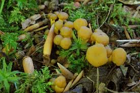 Attēlu rezultāti vaicājumam “Leotia lubrica”