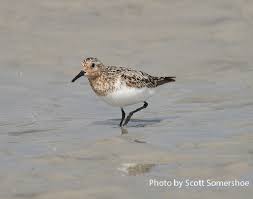 Attēlu rezultāti vaicājumam “Calidris alba adult”