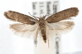 Attēlu rezultāti vaicājumam “Depressaria olerella imago”