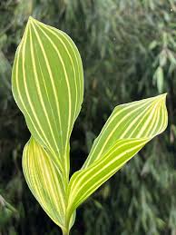 Attēlu rezultāti vaicājumam “Convallaria majalis leaf”