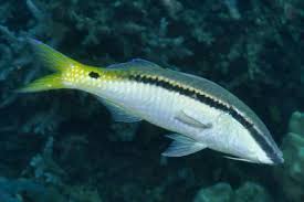 Image result for Parupeneus trifasciatus