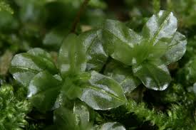 Attēlu rezultāti vaicājumam “Plagiomnium”