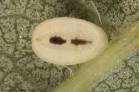 Attēlu rezultāti vaicājumam “Aleurochiton aceris”