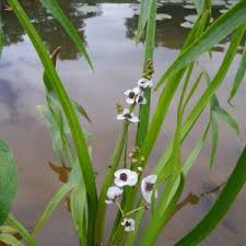 Attēlu rezultāti vaicājumam “Sagittaria sagittifolia leaf”