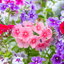 Image result for Phlox drummondii