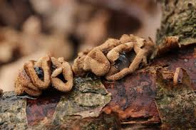 Attēlu rezultāti vaicājumam “Encoelia furfuracea”