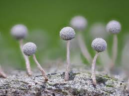 Attēlu rezultāti vaicājumam “Physarum globuliferum”