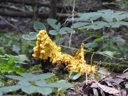 Attēlu rezultāti vaicājumam “Fuligo luteonitens macro”