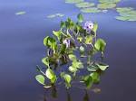 <b>Pontederiaceae</b> Eichhornia