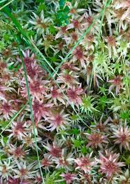 Attēlu rezultāti vaicājumam “Sphagnum russowii”