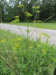 Image result for Pastinaca sativa