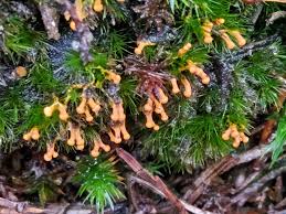 Attēlu rezultāti vaicājumam “Diderma tigrinum”