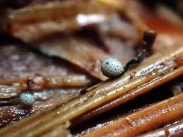 Attēlu rezultāti vaicājumam “Cribraria vulgaris macro”