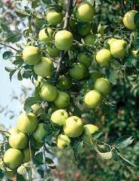 Attēlu rezultāti vaicājumam “Malus domestica”