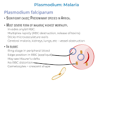 Attēlu rezultāti vaicājumam “Enteridium variabile plasmodium”