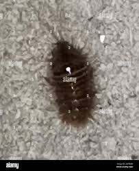 Attēlu rezultāti vaicājumam “Anthrenus museorum”