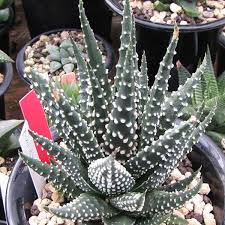 Image result for Haworthia
