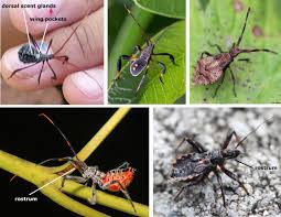 Attēlu rezultāti vaicājumam “Rhynocoris annulatus nymph”