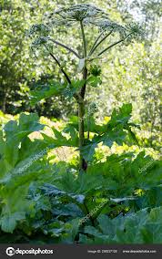 Attēlu rezultāti vaicājumam “Heracleum sosnowskyi”