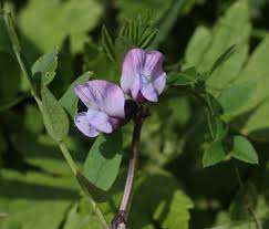 Attēlu rezultāti vaicājumam “Vicia sepium flower”