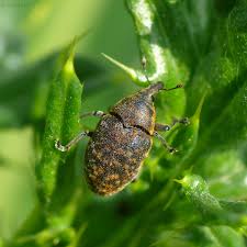 Attēlu rezultāti vaicājumam “Larinus sp.”