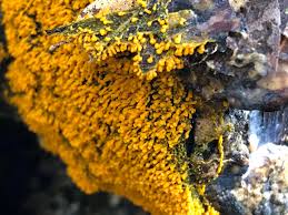 Attēlu rezultāti vaicājumam “Physarum luteolum young”