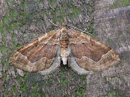 Attēlu rezultāti vaicājumam “Pelurga comitata”