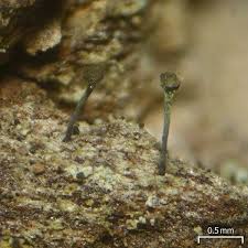 Attēlu rezultāti vaicājumam “Chaenotheca trichialis”