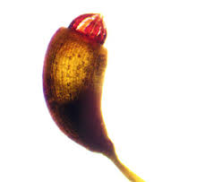 Attēlu rezultāti vaicājumam “Dichodontium pellucidum sporophyte”