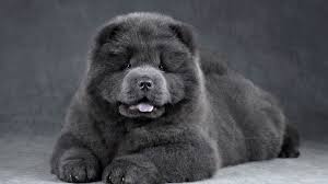 Znalezione obrazy dla zapytania chow