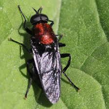 Attēlu rezultāti vaicājumam “Clitellaria ephippium”