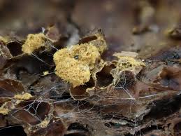 Attēlu rezultāti vaicājumam “Trichia contorta macro”