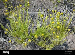 Attēlu rezultāti vaicājumam “Helichrysum arenarium bud”