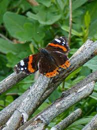 Attēlu rezultāti vaicājumam “Vanessa atalanta”