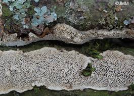 Attēlu rezultāti vaicājumam “Datronia mollis”