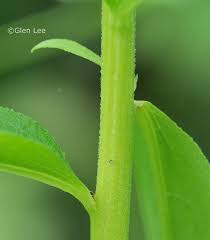 Attēlu rezultāti vaicājumam “Solidago canadensis leaf”