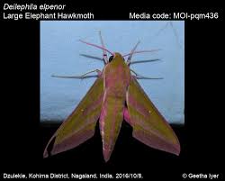 Attēlu rezultāti vaicājumam “Deilephila elpenor”