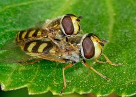 Attēlu rezultāti vaicājumam “Eupeodes corollae”