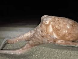 Image result for Octopushy (Croydon Area)