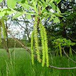 Attēlu rezultāti vaicājumam “Juglans mandshurica female flower”