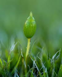 Attēlu rezultāti vaicājumam “Cephalozia loitlesbergeri”