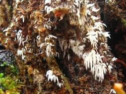 Attēlu rezultāti vaicājumam “Mucronella bresadolae”