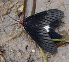 Attēlu rezultāti vaicājumam “Zygaenidae”