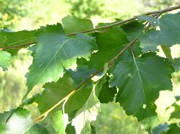 Attēlu rezultāti vaicājumam “Betula pendula var. carelica”