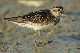 Attēlu rezultāti vaicājumam “Calidris falcinellus adult”