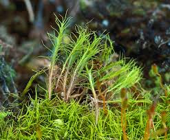 Attēlu rezultāti vaicājumam “Distichium capillaceum”