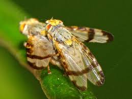 Attēlu rezultāti vaicājumam “Tephritidae”