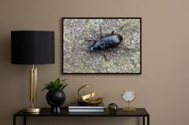 Attēlu rezultāti vaicājumam “Pterostichus quadrifoveolatus”