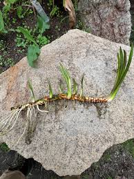 Attēlu rezultāti vaicājumam “Acorus calamus”