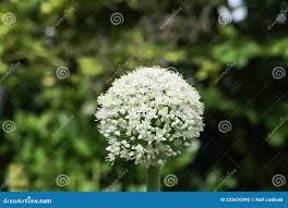 Attēlu rezultāti vaicājumam “Allium cepa bud”